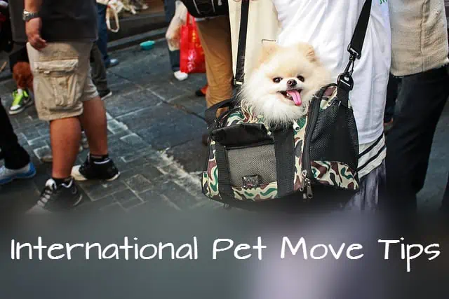 Tipps zum internationalen Umzug von Haustieren