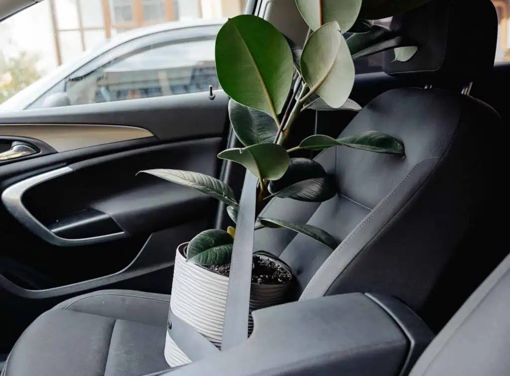 A potted plant sitting on the front seat of a car secured by a seatbelt
