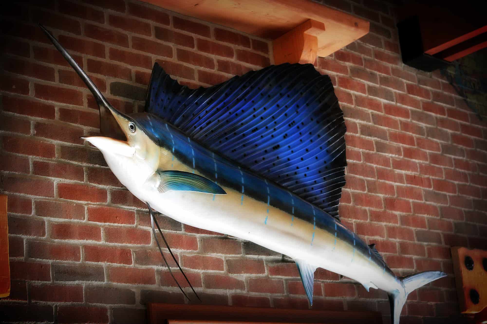 a fish mount of a blue marlin hangs on a brick wall 