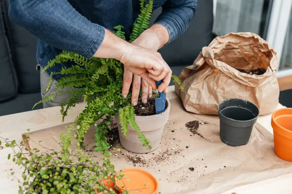 a gardener transplants a fern into a pot so it's ready to move from a greenhouse