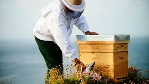a beekeeper smokes a closed beehive