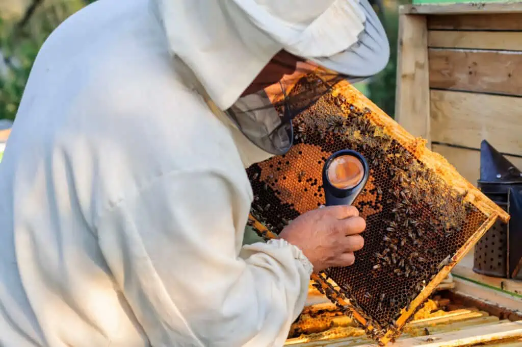 a beekeeper examines a comb for disease, pests, or signs of eggs