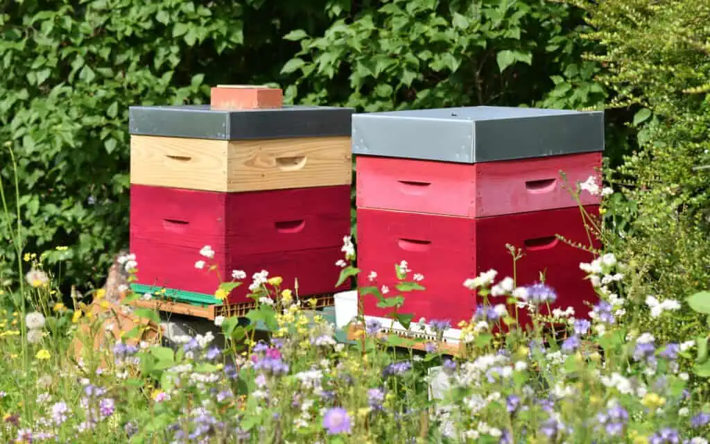 two colorful beehives near a field of flowers, protected at the back by a wall with ivy growing up it