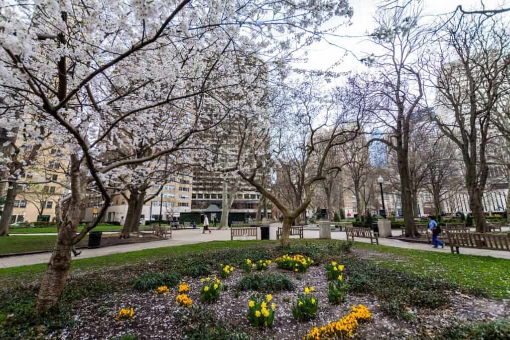 Ein Park mit Kirschbäumen im Viertel Rittenhouse Square in Philadelphia