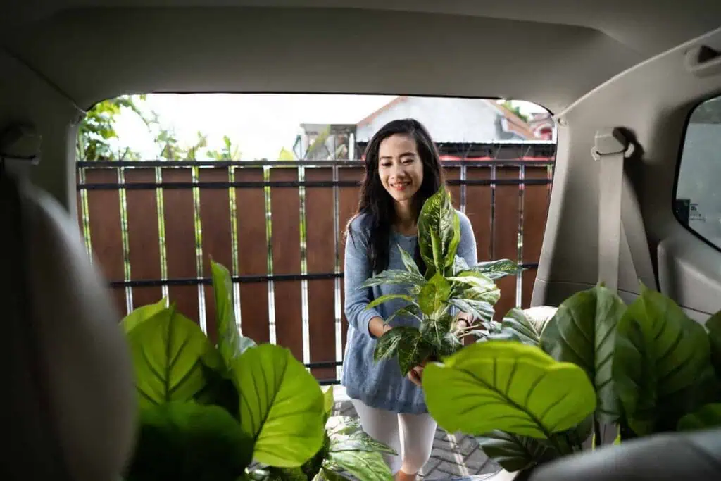 A young woman puts plants into the back of a car