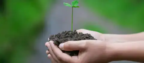 Image of a person holding dirt with a plant coming out of it.