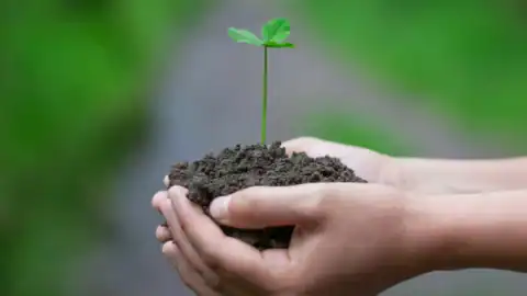 Image of a person holding dirt with a plant coming out of it.