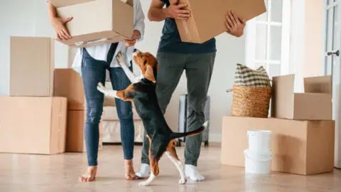 A man and a woman are carrying moving boxes in a bright room, surrounded by packed boxes. A playful beagle jumps up on them.