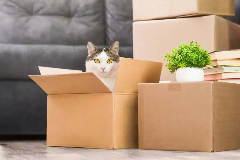 A curious cat inside an open moving box surrounded by moving supplies.